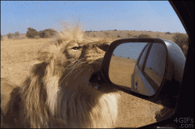 The 20 Funniest Animal GIFs Ever – Zakiya N. Jamal